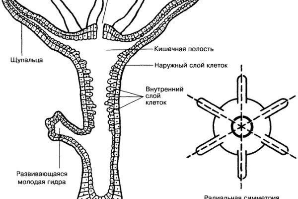 Скачать кракен тор